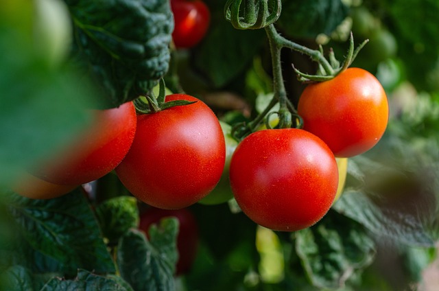 Jak se na trh dopravují pasírovaná rajčata
